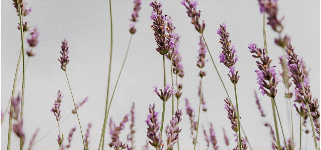 lavendel griep